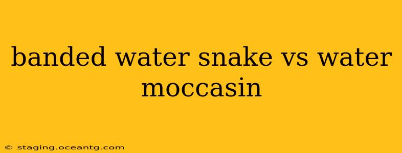 banded water snake vs water moccasin