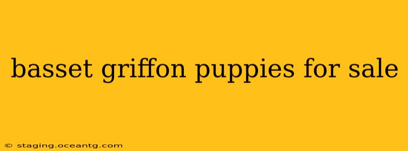 basset griffon puppies for sale