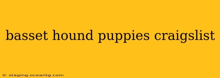 basset hound puppies craigslist