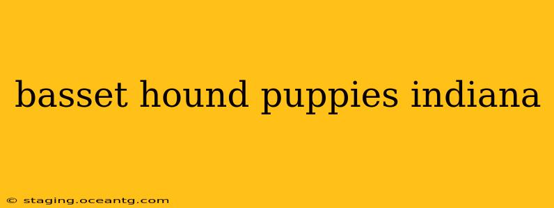 basset hound puppies indiana
