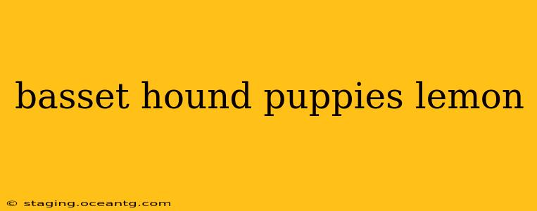 basset hound puppies lemon