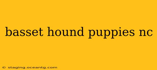 basset hound puppies nc
