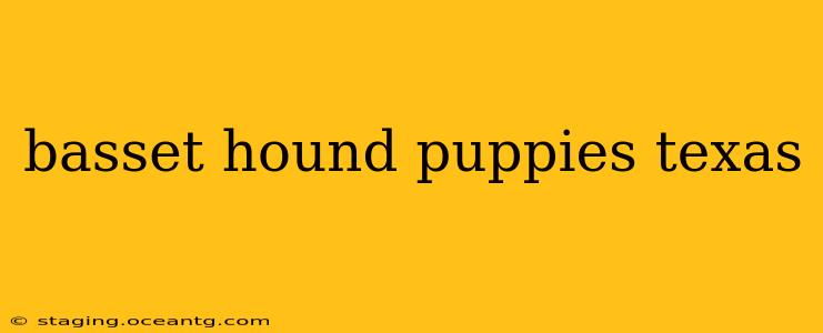 basset hound puppies texas