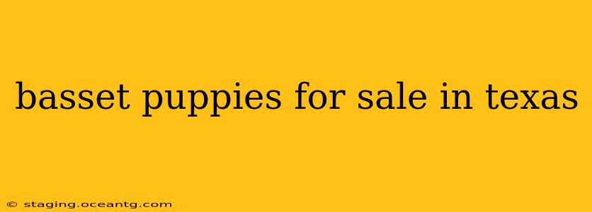 basset puppies for sale in texas