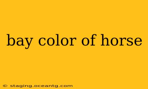 bay color of horse
