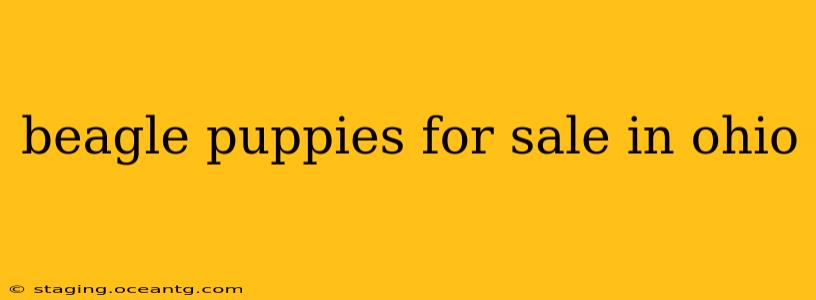 beagle puppies for sale in ohio