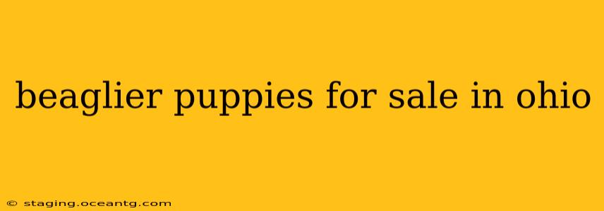 beaglier puppies for sale in ohio