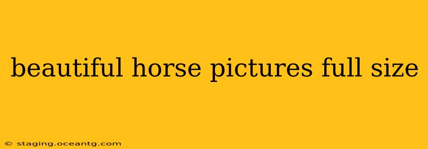 beautiful horse pictures full size