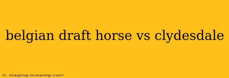 belgian draft horse vs clydesdale
