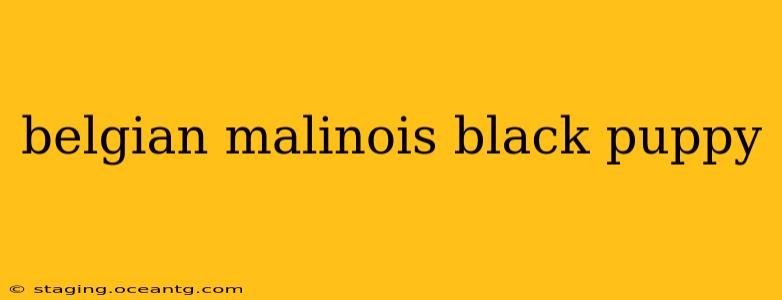 belgian malinois black puppy