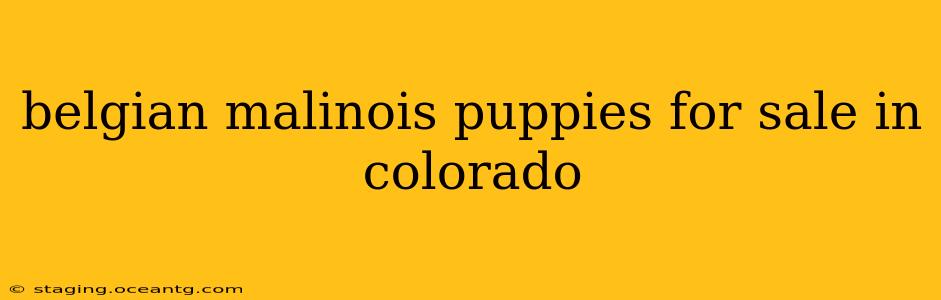 belgian malinois puppies for sale in colorado