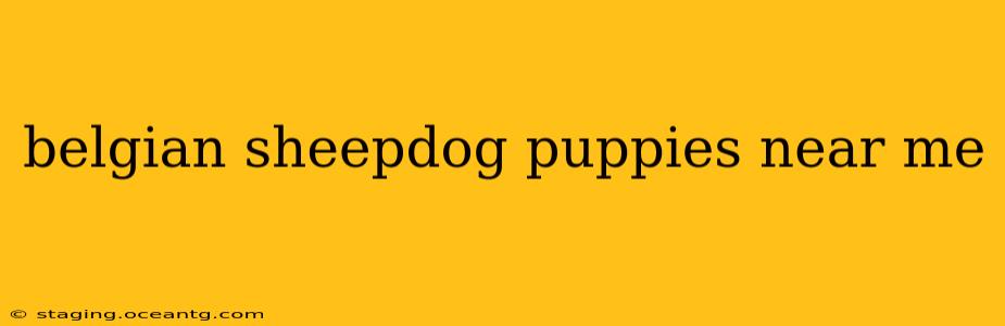 belgian sheepdog puppies near me