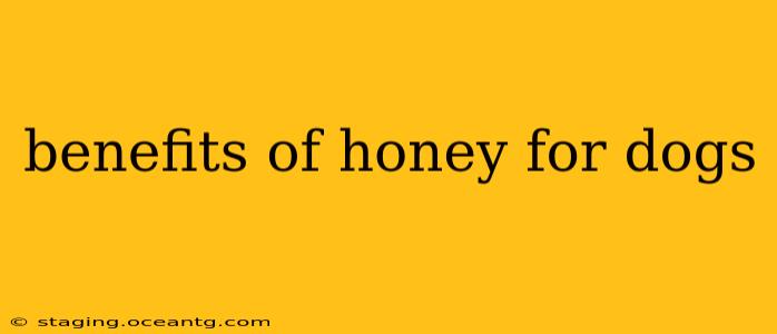 benefits of honey for dogs