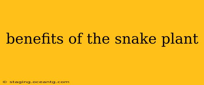 benefits of the snake plant