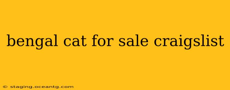 bengal cat for sale craigslist