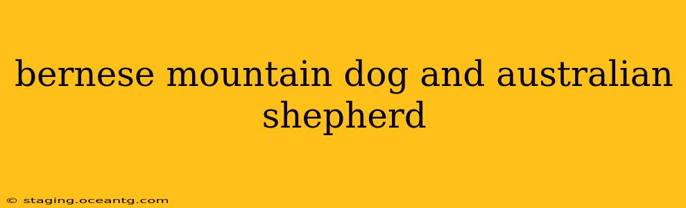 bernese mountain dog and australian shepherd