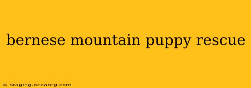bernese mountain puppy rescue