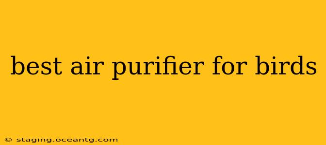 best air purifier for birds