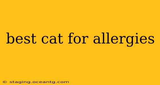 best cat for allergies