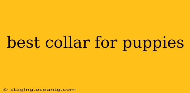best collar for puppies
