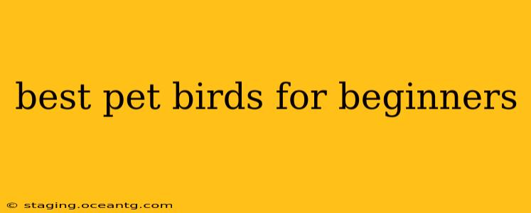 best pet birds for beginners