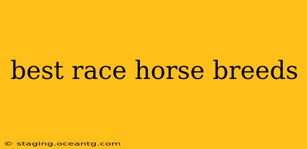 best race horse breeds