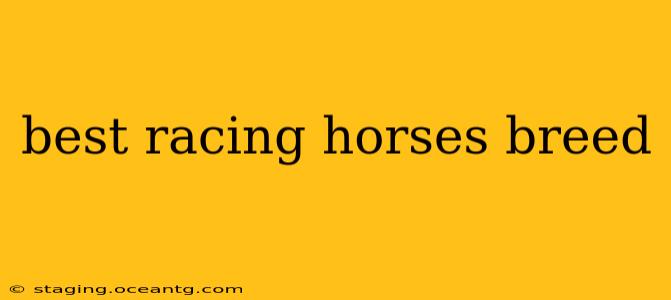 best racing horses breed