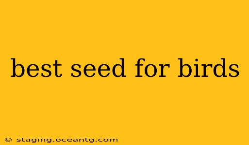 best seed for birds