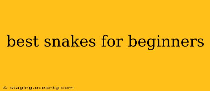best snakes for beginners