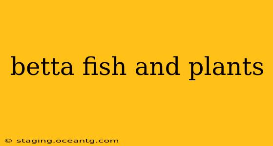 betta fish and plants