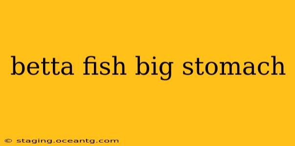betta fish big stomach