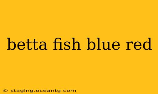 betta fish blue red