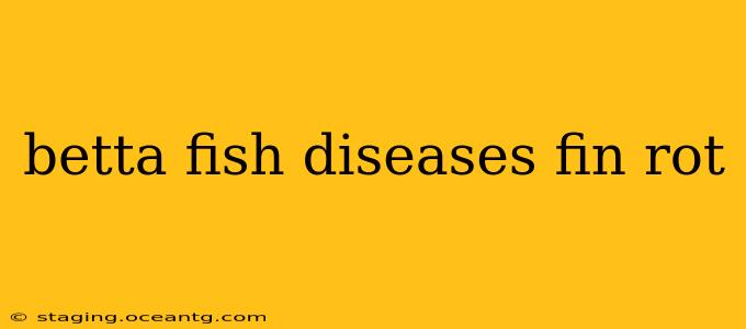 betta fish diseases fin rot