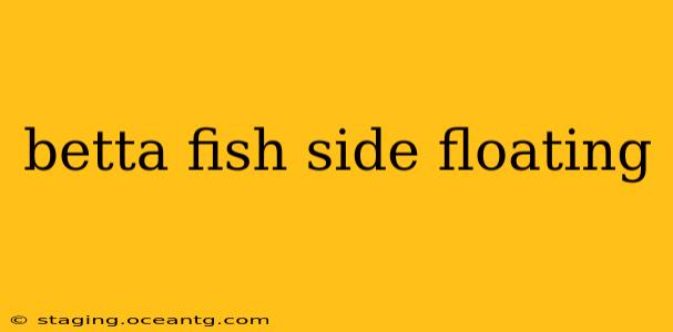 betta fish side floating