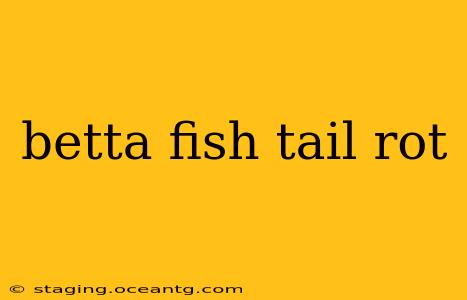 betta fish tail rot