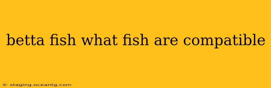 betta fish what fish are compatible