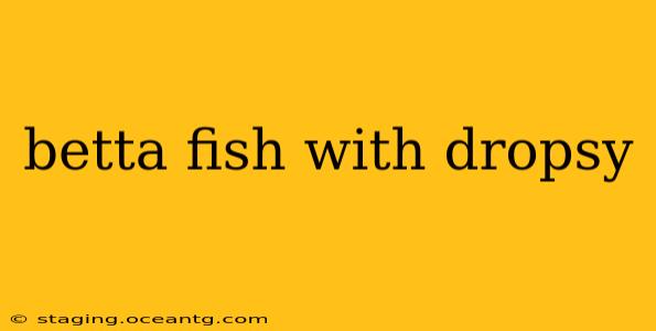 betta fish with dropsy