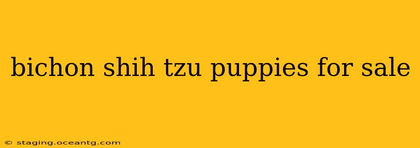 bichon shih tzu puppies for sale