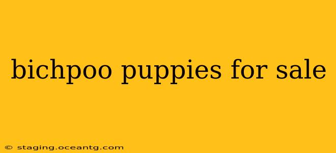 bichpoo puppies for sale