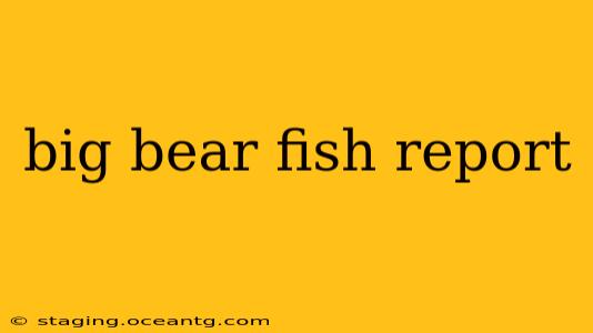big bear fish report