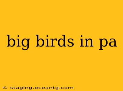 big birds in pa