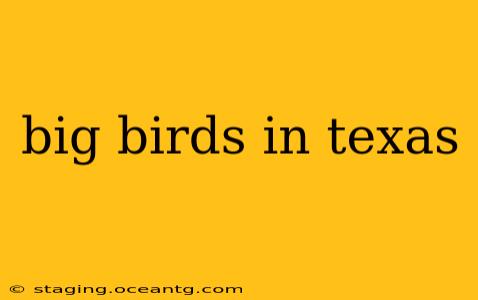 big birds in texas