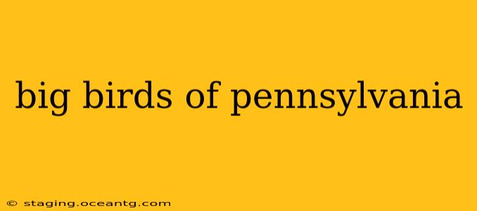 big birds of pennsylvania