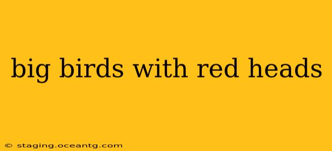 big birds with red heads