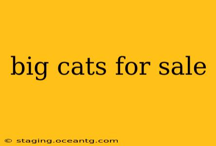 big cats for sale