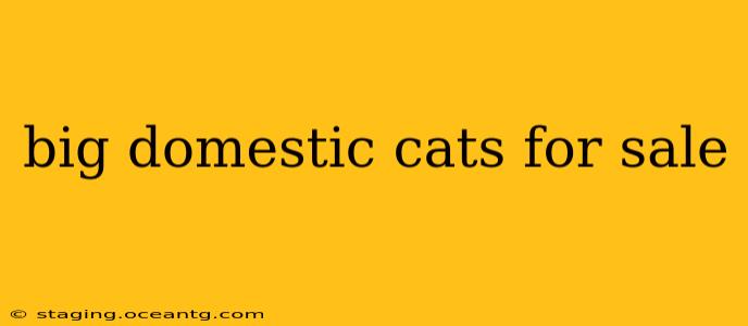 big domestic cats for sale
