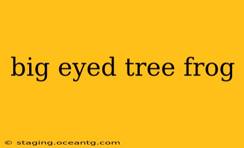big eyed tree frog