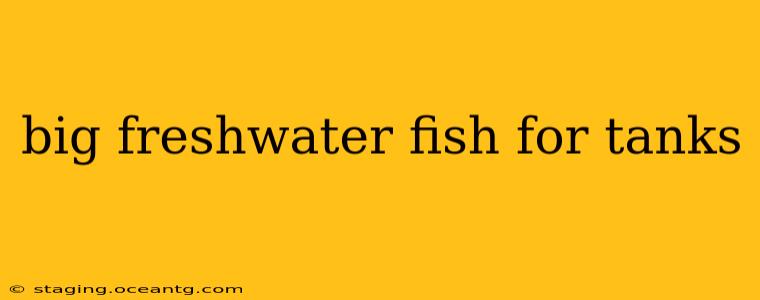 big freshwater fish for tanks