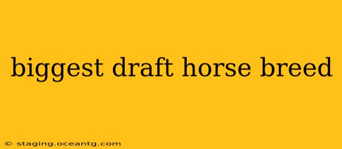biggest draft horse breed