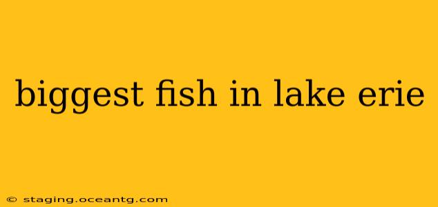 biggest fish in lake erie